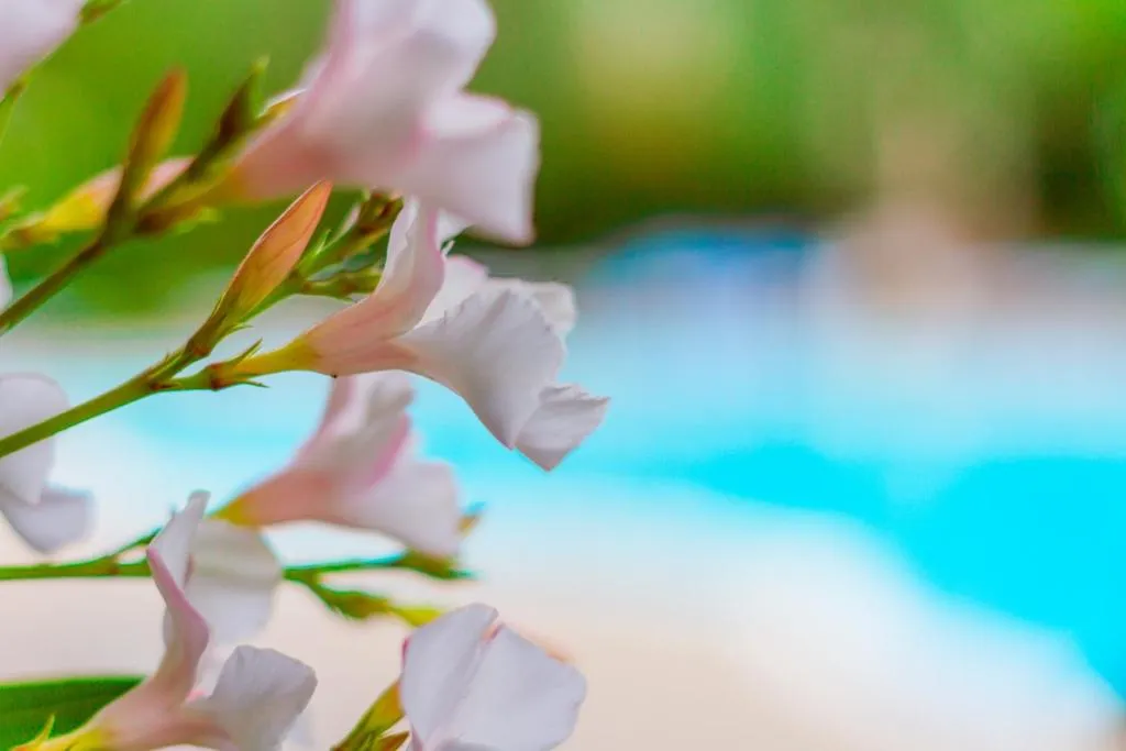 La Rotonda - 3-star hotel in Mattinata, Gargano, Puglia - photo 1